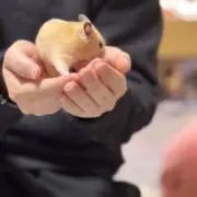 たっつぁんの画像