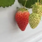 いちごの画像