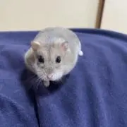 おディ
