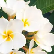かじりんご
