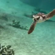 りんの画像