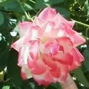 kz　※プロフご一読下さいの画像