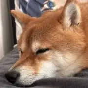 ソラくんの画像