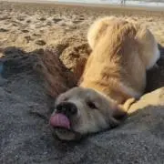 ふわふわの画像