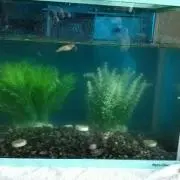 テツ