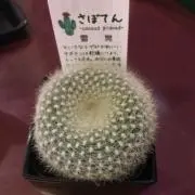 yamaの画像