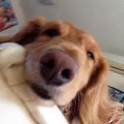 ごんごんの画像