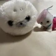 みょの画像
