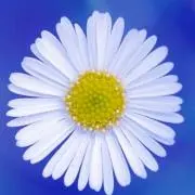 nananabo