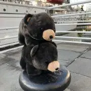 ニシの画像