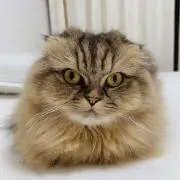 OTKの画像