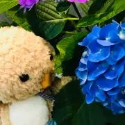 usaginokimochiの画像