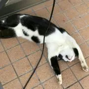 マイ