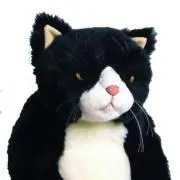 ねこたの画像