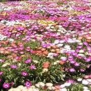 Lillyの画像