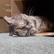 Huskyの画像