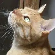 hakuの画像