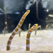 会社にスリーブ持ってく人の画像