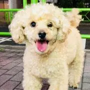 KTRの画像