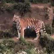 もぐらの画像