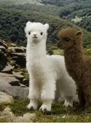 uyuの画像