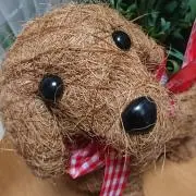 モココの画像