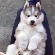 いぬ
