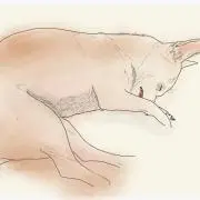 あんまんの画像