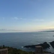ありの画像