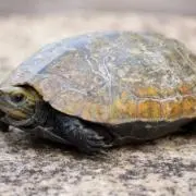 かめの画像