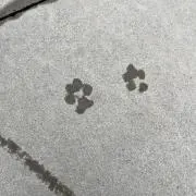 Jの画像