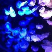 REMONの画像