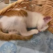 Midnightの画像
