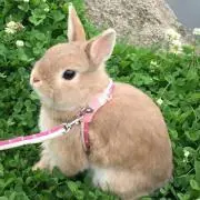 よっちゃん