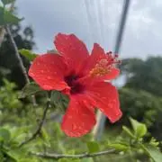 花の画像