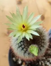 モッチャンの画像