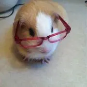 Chioの画像