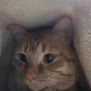 Ｄ