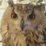 まきびし。次回発送8月9日～の画像