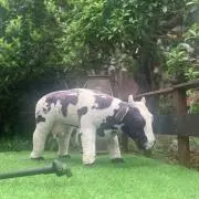 ちっちの画像