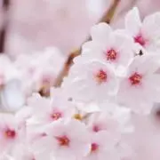 みいの画像