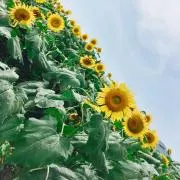 ‎すず※まとめ買いでお値引いたしますの画像