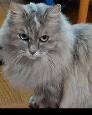 まきちゃんの画像