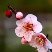こうめの画像