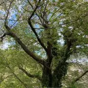 ハルオの画像