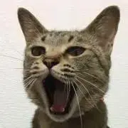 ねこ丸。の画像