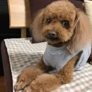 ちゃちゃの画像