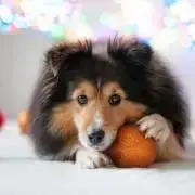 marochanの画像