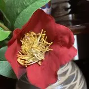 みのやの画像