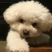 ゆっきーの画像